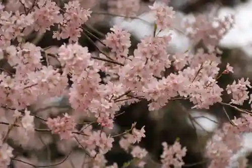 菅布禰神社の自然