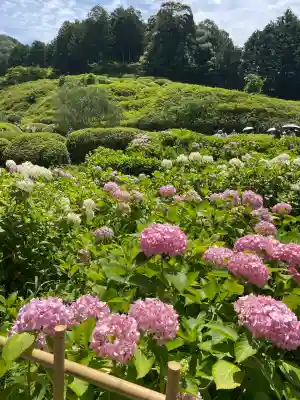 三室戸寺の{uncategorized: "未分類", other: "その他", undefined: "問題あり", building: "その他建物", grave: "お墓", sacred_gate: "鳥居", guardian: "狛犬", statue: "像", buddha: "仏像", history: "歴史", nature: "自然", garden: "庭園", animal: "動物", pagoda: "塔", temizu: "手水舎", mountain_gate: "山門・神門", sanctuary: "本殿・本堂", subordinate: "末社・摂社", art: "芸術", scenery: "景色", jizo: "地蔵", ema: "絵馬", goshuin: "御朱印", omikuji: "おみくじ", items: "授与品その他", amulet: "お守り", goshuincho: "御朱印帳", eats: "食事", festival: "お祭り", votive_dance: "神楽", shichigosan: "七五三参", wedding: "結婚式", experience: "体験その他", initially: "初詣", around: "周辺", anti_infection: "感染症対策"}