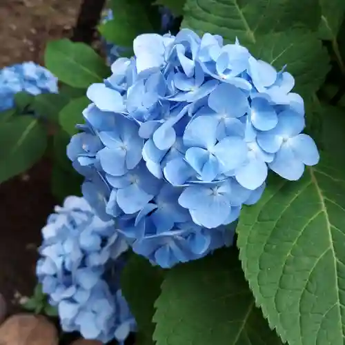 八幡神社の自然