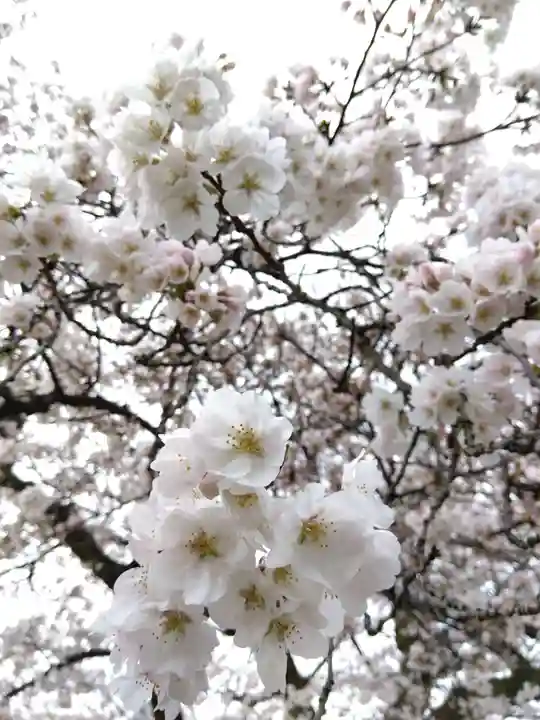 妙経寺(福井県)
