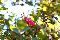 三津厳島神社の自然