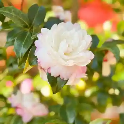 伊勢の国 四天王寺(三重県)