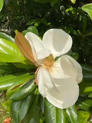 秋篠寺(奈良県)