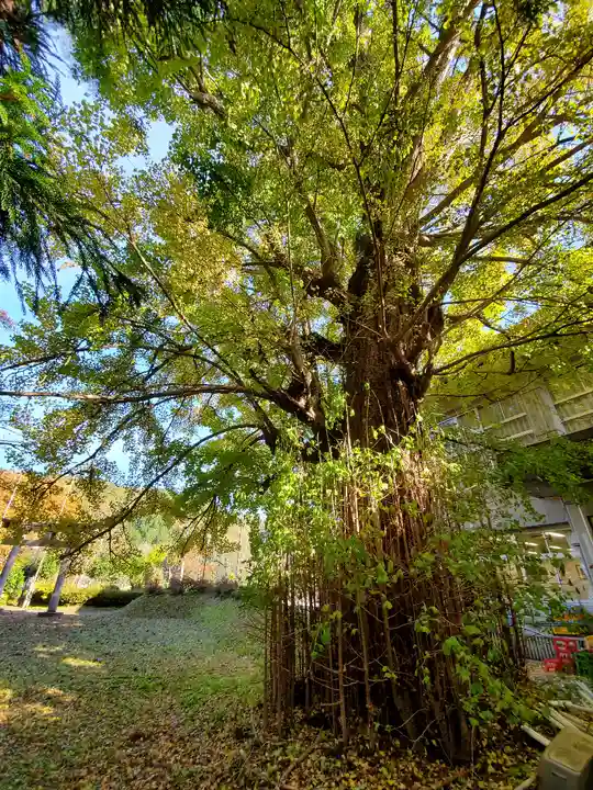 諏訪神社の自然