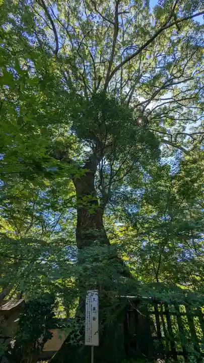 十輪寺(京都府)