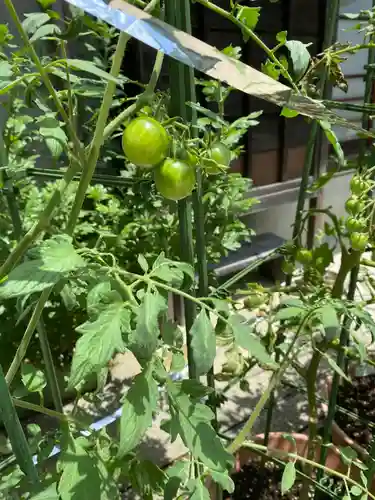 神館神社の自然