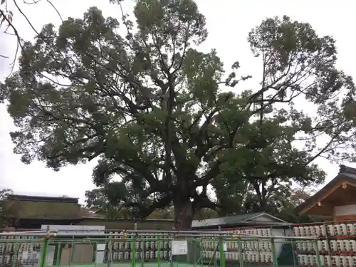 平野神社の自然