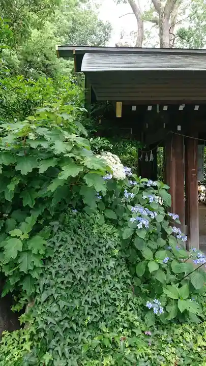 阿佐ヶ谷神明宮の自然