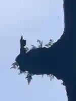 霧島神宮の自然