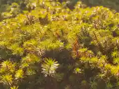 西方山極楽寺の自然