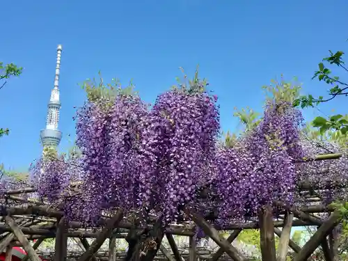 亀戸天神社の庭園