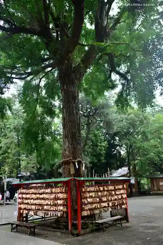 平塚八幡宮の自然
