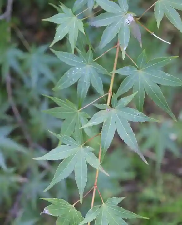 善法律寺(京都府)