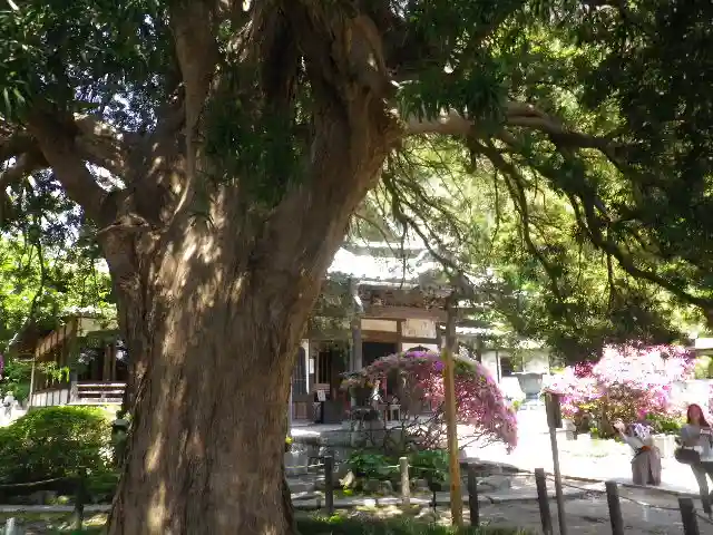 安養院 (田代寺)の自然