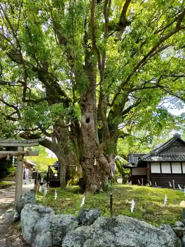 藤白神社の自然
