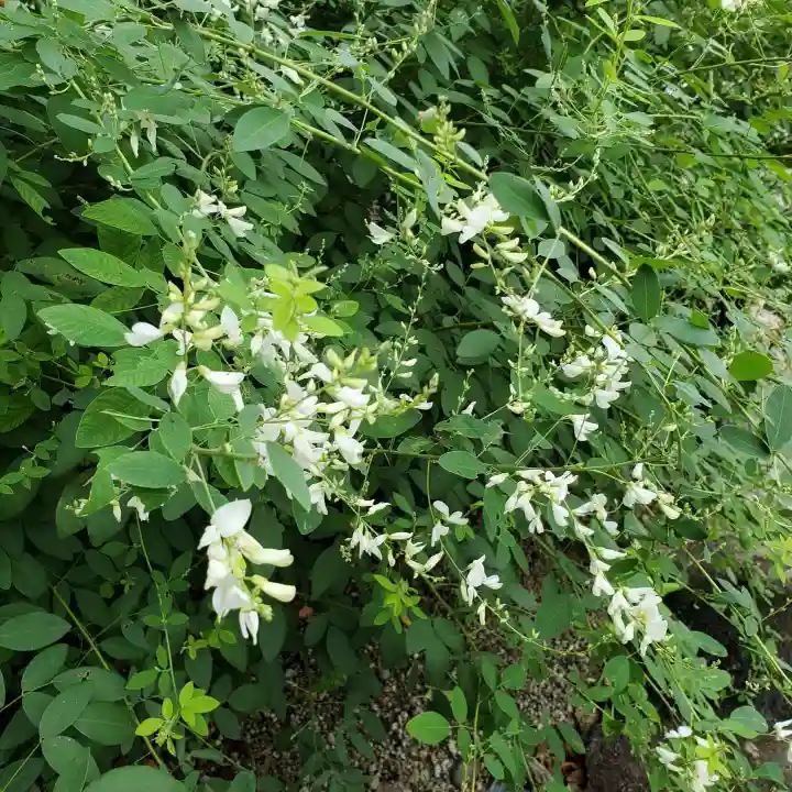 沙沙貴神社の自然