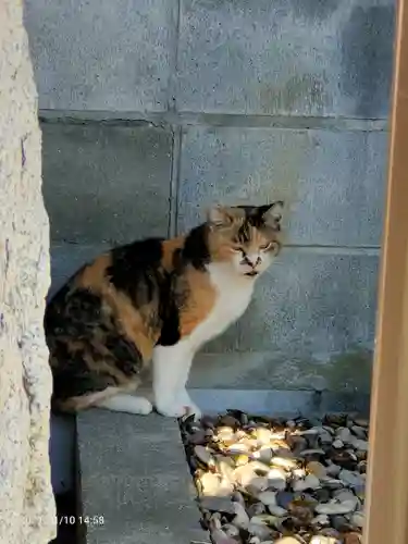 大久保山 自性院の動物
