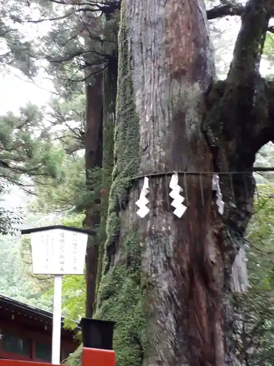 日光二荒山神社の自然