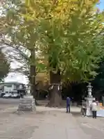春日部八幡神社の自然