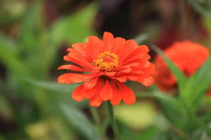 大鏑神社の庭園