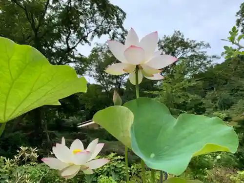 普門寺(切り絵御朱印発祥の寺)の自然