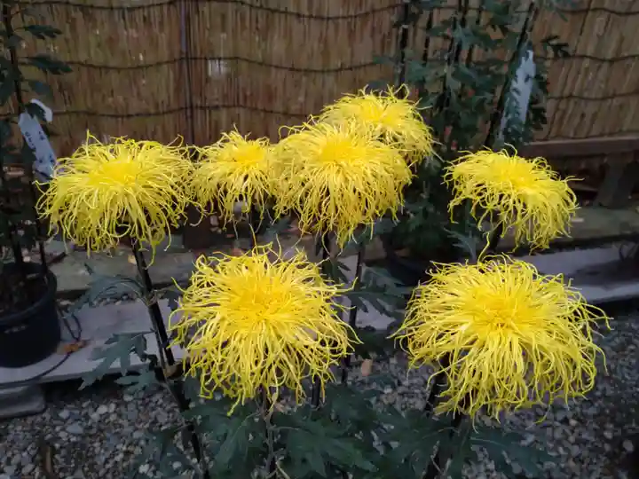 彌彦神社(新潟県)