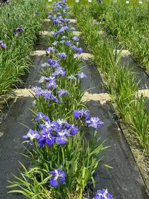 陸奥総社宮の{uncategorized: "未分類", other: "その他", undefined: "問題あり", building: "その他建物", grave: "お墓", sacred_gate: "鳥居", guardian: "狛犬", statue: "像", buddha: "仏像", history: "歴史", nature: "自然", garden: "庭園", animal: "動物", pagoda: "塔", temizu: "手水舎", mountain_gate: "山門・神門", sanctuary: "本殿・本堂", subordinate: "末社・摂社", art: "芸術", scenery: "景色", jizo: "地蔵", ema: "絵馬", goshuin: "御朱印", omikuji: "おみくじ", items: "授与品その他", amulet: "お守り", goshuincho: "御朱印帳", eats: "食事", festival: "お祭り", votive_dance: "神楽", shichigosan: "七五三参", wedding: "結婚式", experience: "体験その他", initially: "初詣", around: "周辺", anti_infection: "感染症対策"}