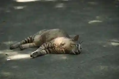 玉野御嶽神社の動物