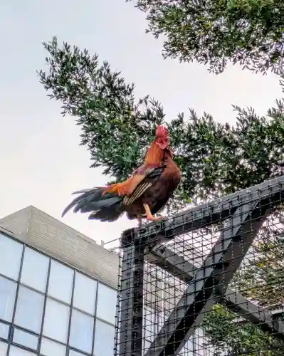 高知大神宮の{uncategorized: "未分類", other: "その他", undefined: "問題あり", building: "その他建物", grave: "お墓", sacred_gate: "鳥居", guardian: "狛犬", statue: "像", buddha: "仏像", history: "歴史", nature: "自然", garden: "庭園", animal: "動物", pagoda: "塔", temizu: "手水舎", mountain_gate: "山門・神門", sanctuary: "本殿・本堂", subordinate: "末社・摂社", art: "芸術", scenery: "景色", jizo: "地蔵", ema: "絵馬", goshuin: "御朱印", omikuji: "おみくじ", items: "授与品その他", amulet: "お守り", goshuincho: "御朱印帳", eats: "食事", festival: "お祭り", votive_dance: "神楽", shichigosan: "七五三参", wedding: "結婚式", experience: "体験その他", initially: "初詣", around: "周辺", anti_infection: "感染症対策"}