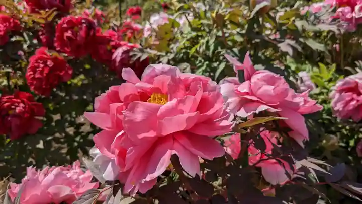 金蛇水神社の自然