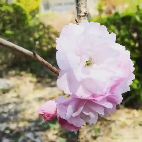 豊景神社の自然