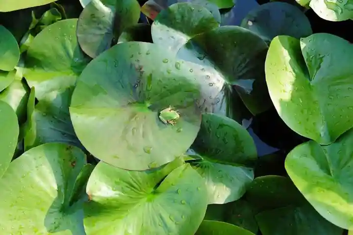 浄土寺(兵庫県)
