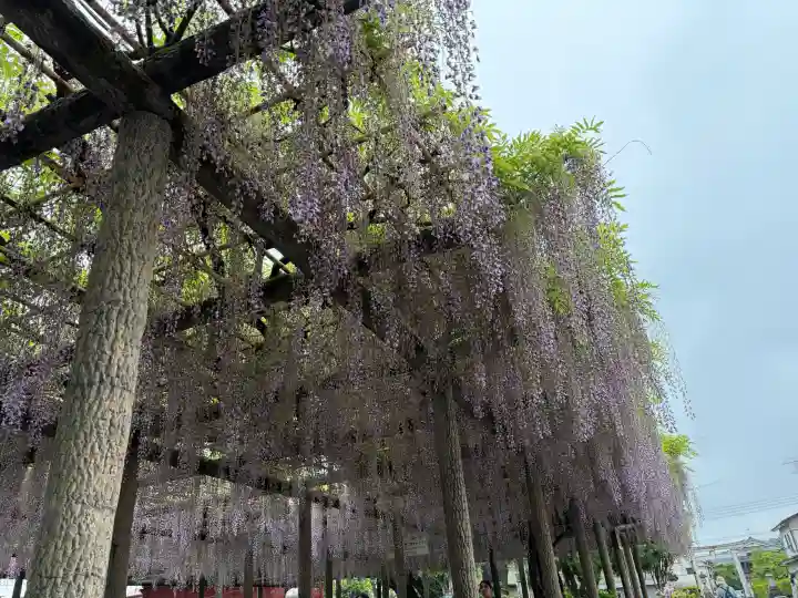 日吉神社の{uncategorized: "未分類", other: "その他", undefined: "問題あり", building: "その他建物", grave: "お墓", sacred_gate: "鳥居", guardian: "狛犬", statue: "像", buddha: "仏像", history: "歴史", nature: "自然", garden: "庭園", animal: "動物", pagoda: "塔", temizu: "手水舎", mountain_gate: "山門・神門", sanctuary: "本殿・本堂", subordinate: "末社・摂社", art: "芸術", scenery: "景色", jizo: "地蔵", ema: "絵馬", goshuin: "御朱印", omikuji: "おみくじ", items: "授与品その他", amulet: "お守り", goshuincho: "御朱印帳", eats: "食事", festival: "お祭り", votive_dance: "神楽", shichigosan: "七五三参", wedding: "結婚式", experience: "体験その他", initially: "初詣", around: "周辺", anti_infection: "感染症対策"}