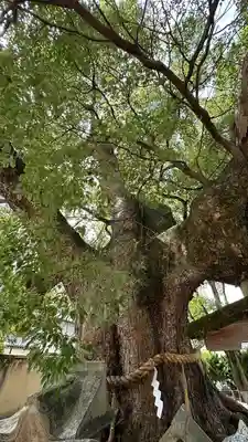 杭全神社(大阪府)