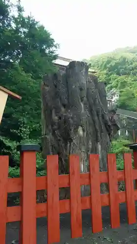 鶴岡八幡宮の自然