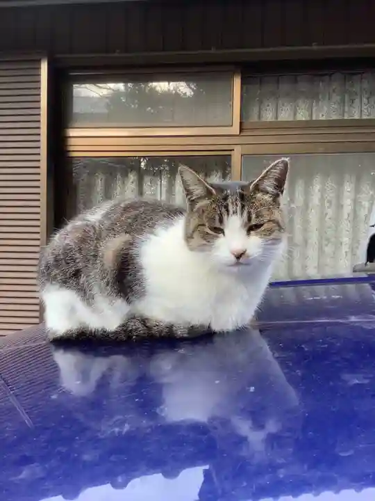 玉野御嶽神社の動物