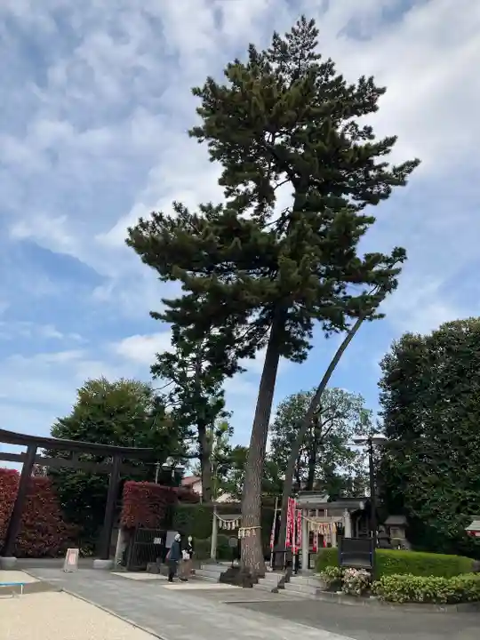 中野沼袋氷川神社の鳥居