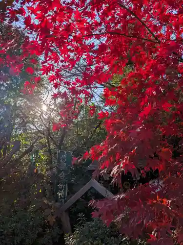 阿佐ヶ谷神明宮(東京都)