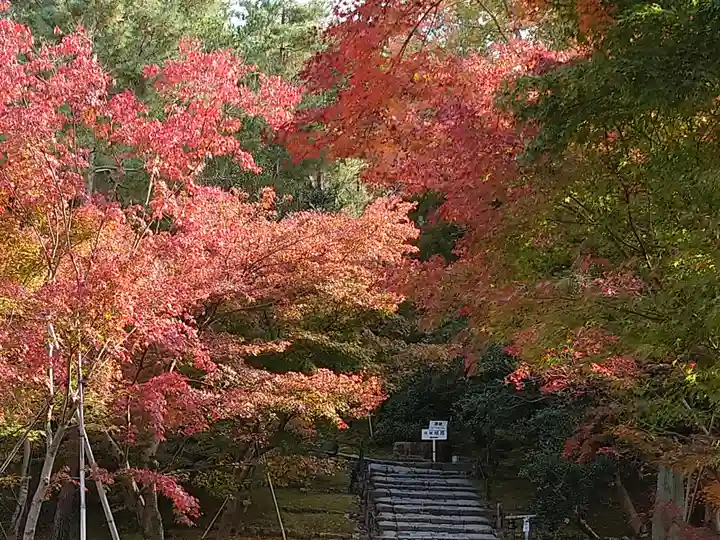 高台寺(高台寿聖禅寺・高臺寺)の自然