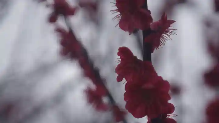長岡天満宮(京都府)