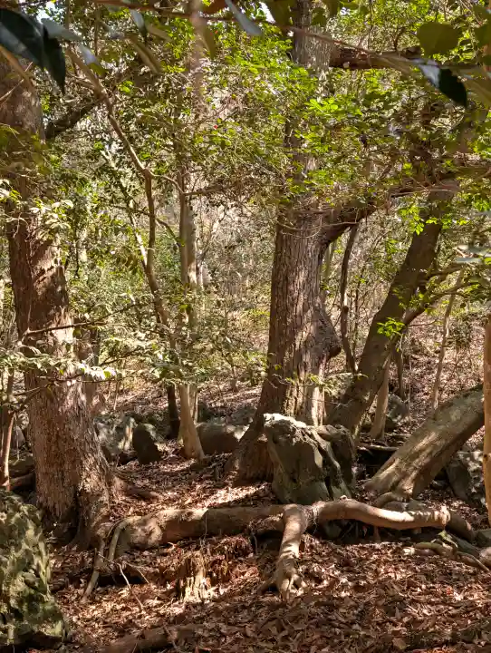 出雲大神宮の{uncategorized: "未分類", other: "その他", undefined: "問題あり", building: "その他建物", grave: "お墓", sacred_gate: "鳥居", guardian: "狛犬", statue: "像", buddha: "仏像", history: "歴史", nature: "自然", garden: "庭園", animal: "動物", pagoda: "塔", temizu: "手水舎", mountain_gate: "山門・神門", sanctuary: "本殿・本堂", subordinate: "末社・摂社", art: "芸術", scenery: "景色", jizo: "地蔵", ema: "絵馬", goshuin: "御朱印", omikuji: "おみくじ", items: "授与品その他", amulet: "お守り", goshuincho: "御朱印帳", eats: "食事", festival: "お祭り", votive_dance: "神楽", shichigosan: "七五三参", wedding: "結婚式", experience: "体験その他", initially: "初詣", around: "周辺", anti_infection: "感染症対策"}
