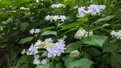 真正極楽寺(真如堂)(京都府)