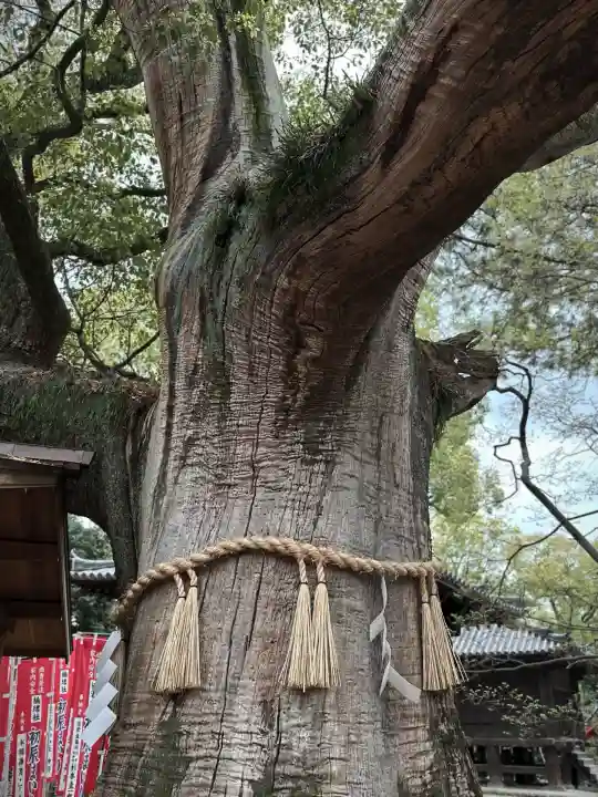 楠珺社(住吉大社末社)(大阪府)