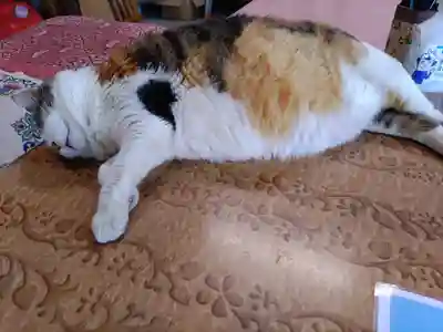 賀茂別雷神社(栃木県)