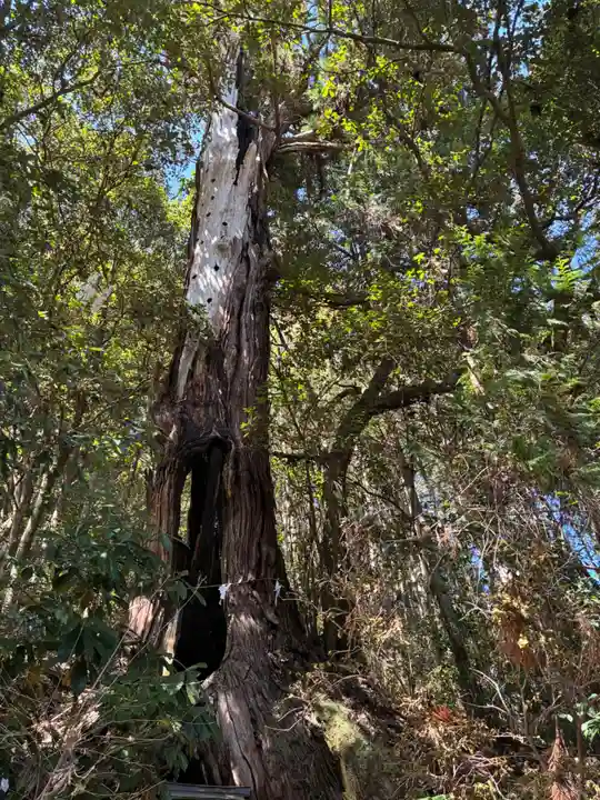 飯田八幡神社(埼玉県)