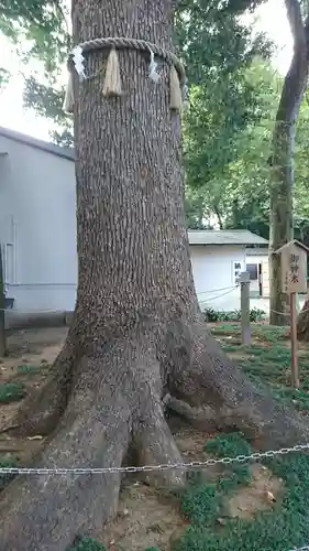 金ヶ作熊野神社の自然