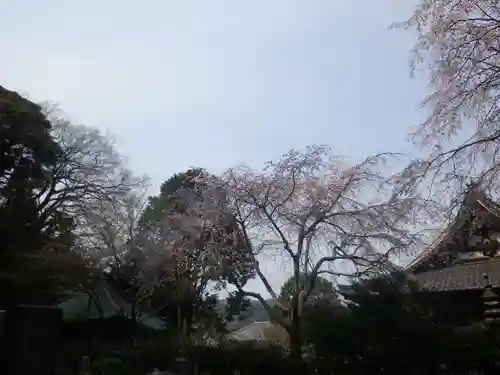 安國論寺（安国論寺）の自然