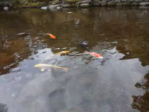出水神社の動物