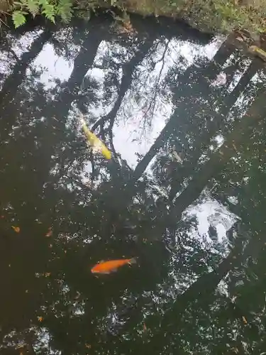 大神神社の動物
