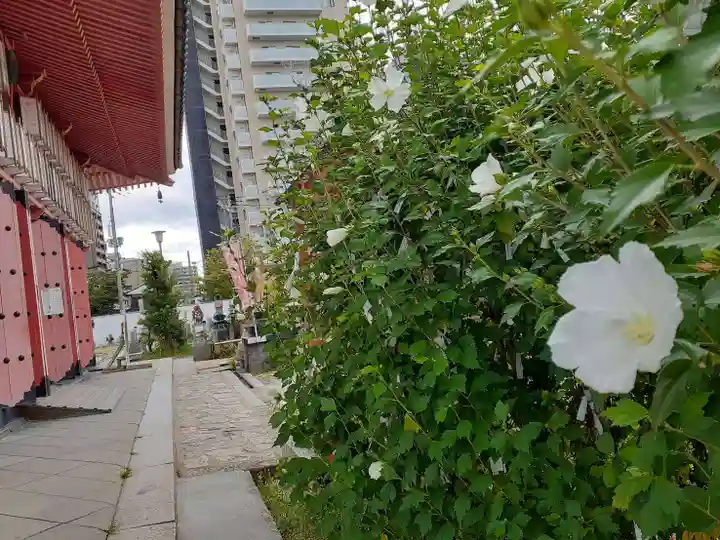 愛染堂勝鬘院の自然